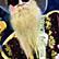 ZZ Top
