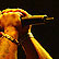 Staind